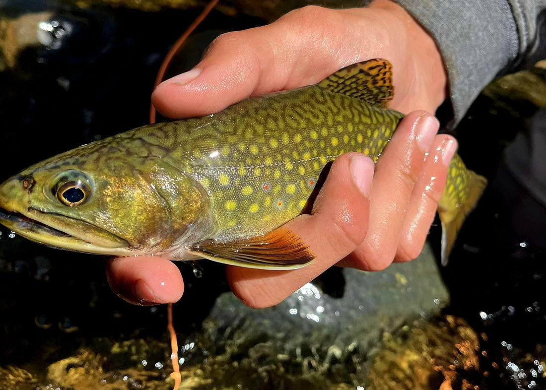 Chasing Brookies on the Boulder River