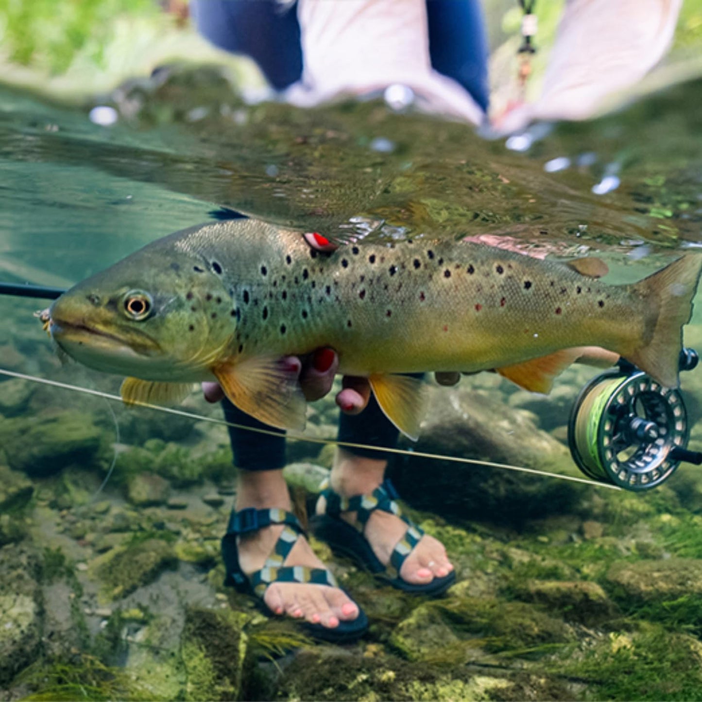 RIO Products Mainstream Trout DT Fly Line - Developed for The Average Fly Fishermen - Easy Casting and Smooth Design - Freshwater - 5 Weight